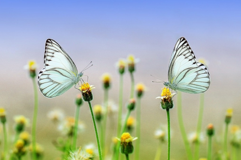 Two grey butterflies on yellow flowers