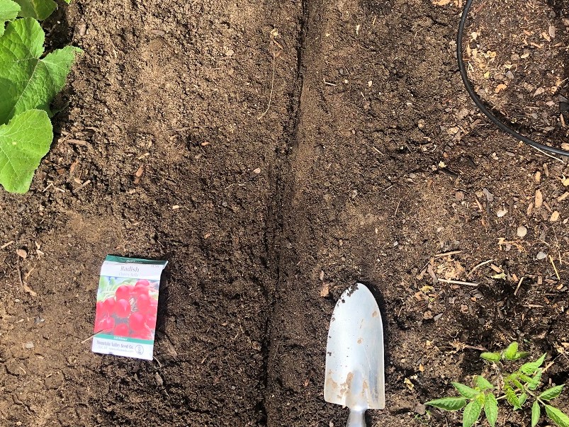 Furrow in soil for seed starting outdoors