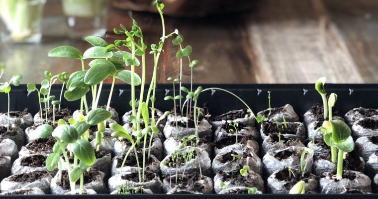 My Gardening Journey – Seed Starting Indoors 101