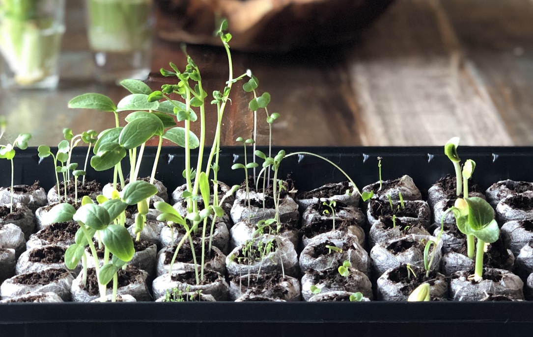 My Gardening Journey – Seed Starting Indoors 101