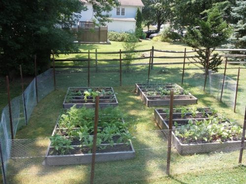 My Gardening Journey – 3 Essential Tips for Vegetable Gardening ...