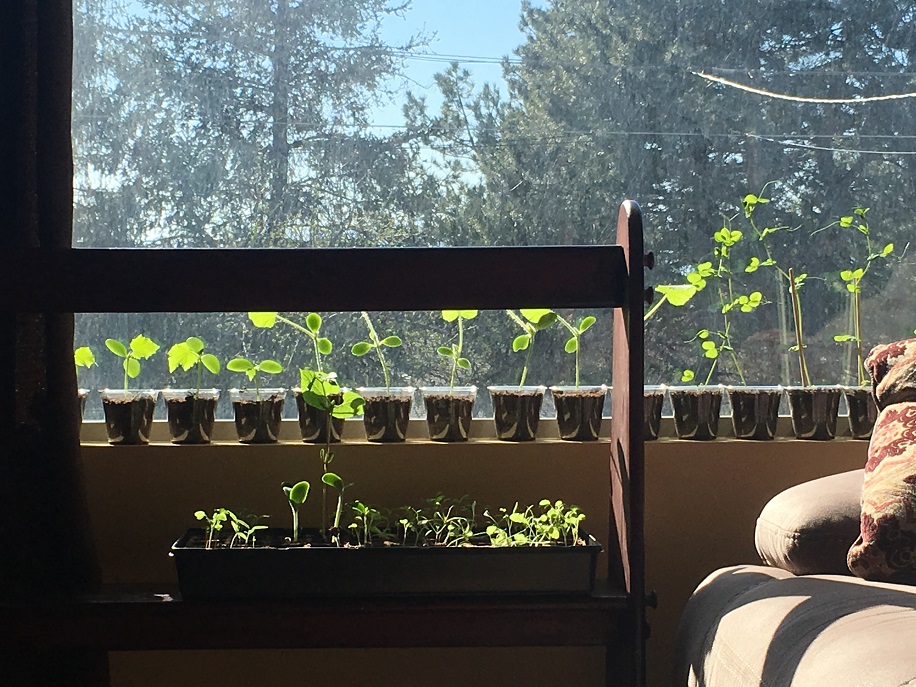 Vegetable garden seedlings growing in a window