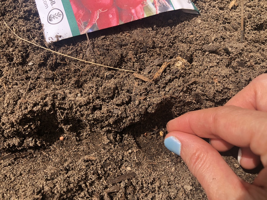 Planting seeds in the furrow when seed starting outdoors