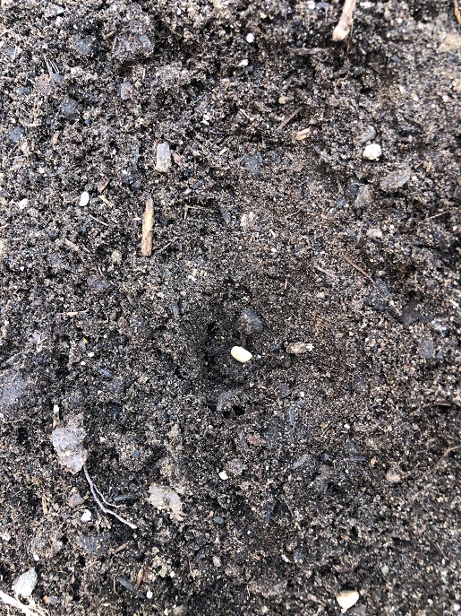 Planted garden seed in the hole