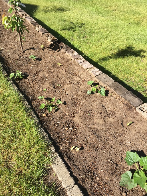 Middle strip of garden with seedlings planted