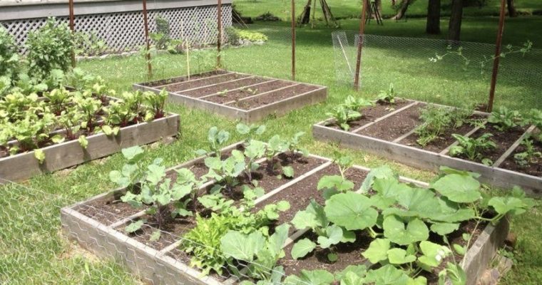 How to Start and Care for a Garden in 11 Simple Steps - Simple Eco Mama