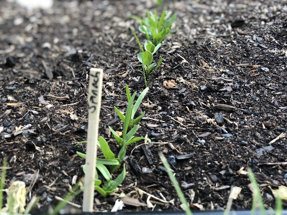 My Gardening Journey – Seed Starting Outdoors 101