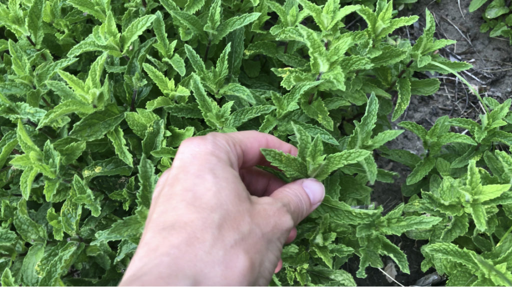Harvesting mint from the garden