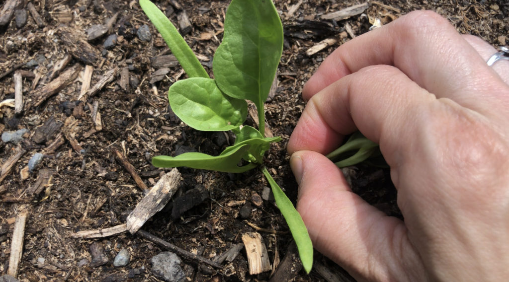 Thinning seedlings by pulling out of the ground