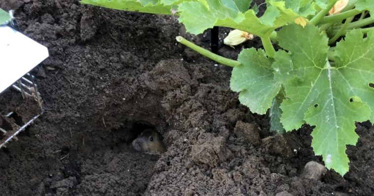 My Gardening Journey – The Case of the Vole and His Secret Hole!