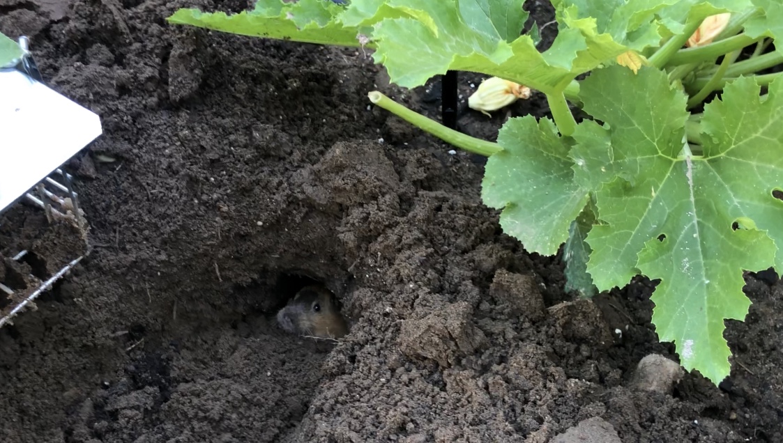 My Gardening Journey – The Case of the Vole and His Secret Hole!