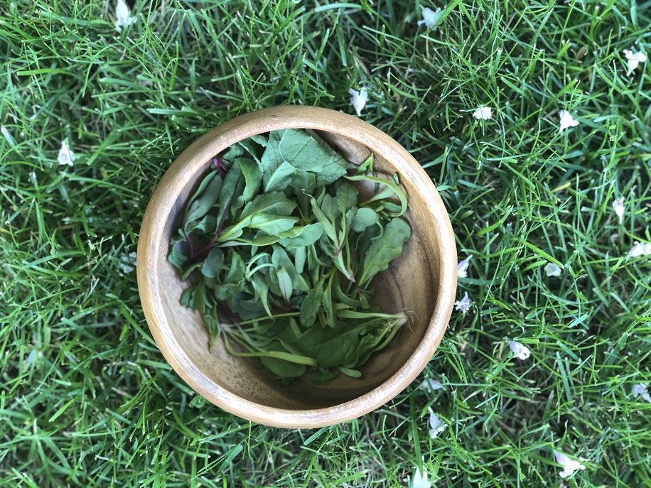 all seedlings gathered in a bowl for the Seedling Herb Garden Salad