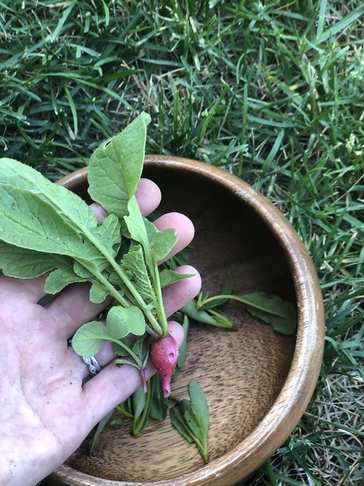 tiny radish seedling and wooden bowl