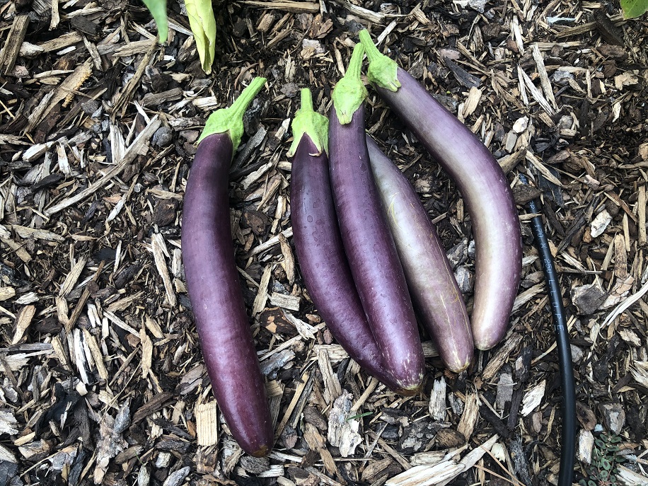 Harvested eggplant in the garden for Persian Eggplant Stew