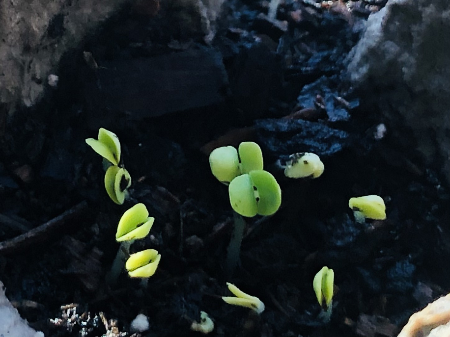 Basil microgreens just sprouting